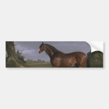 Clydesdale Hengst (Vollblutpferd) (Tier)