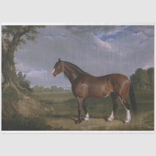 Clydesdale Hengst (Vollblutpferd) (Tier) Seidenpapier (Vorderseite)