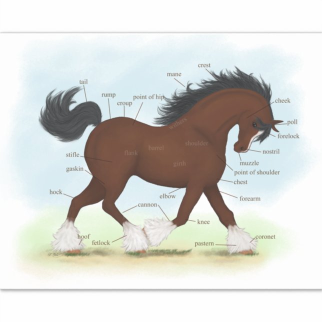 Clydesdale Horse Educational Equine Anatomic Aufkleber (Vorderseite)