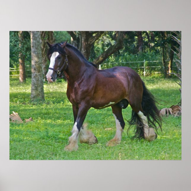 Clydesdale Horse Poster (Vorne)