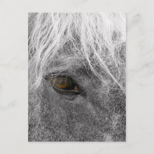 Clydesdale Horse Postkarte