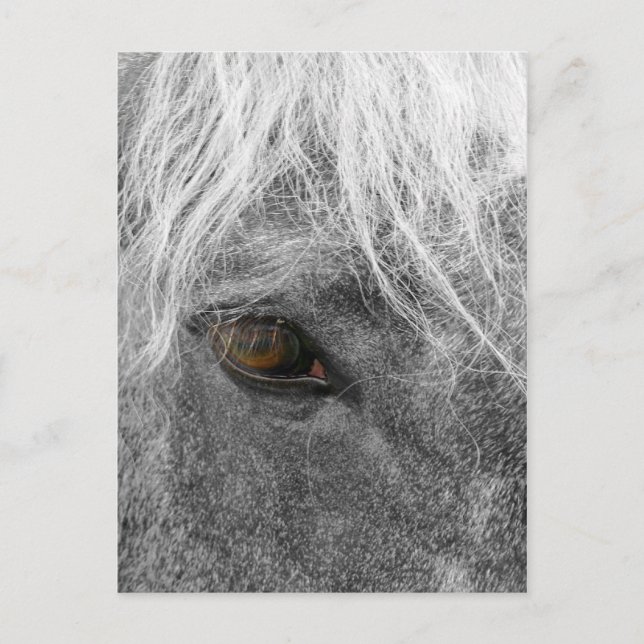 Clydesdale Horse Postkarte (Vorderseite)