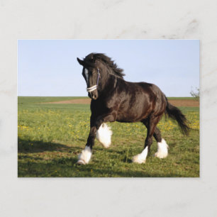 Clydesdale Horse Postkarte