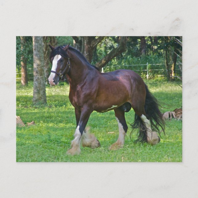 Clydesdale Horse Postkarte (Vorderseite)