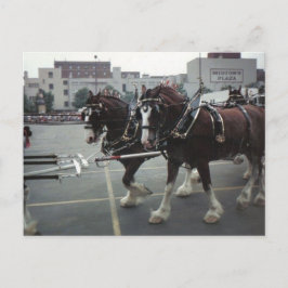 Clydesdale Horses at Midtown Plaza in Elmira, NY Postkarte
