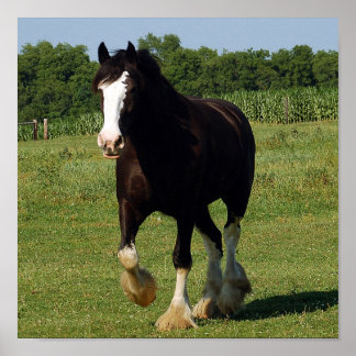 Clydesdale-Laufdruck Poster
