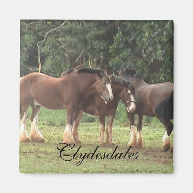 Clydesdale Magnet (Vorne)