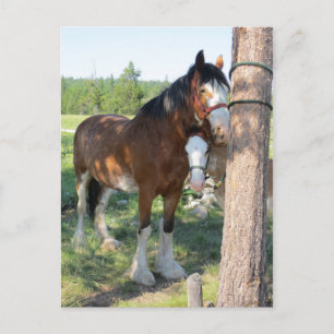 Clydesdale Mama und Baby Postkarte