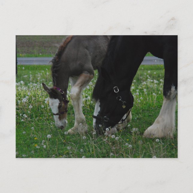 Clydesdale Mare & Colt Postkarte (Vorderseite)
