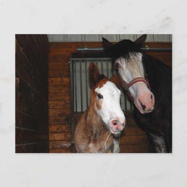 Clydesdale mare und filmisch postkarte (Vorderseite)