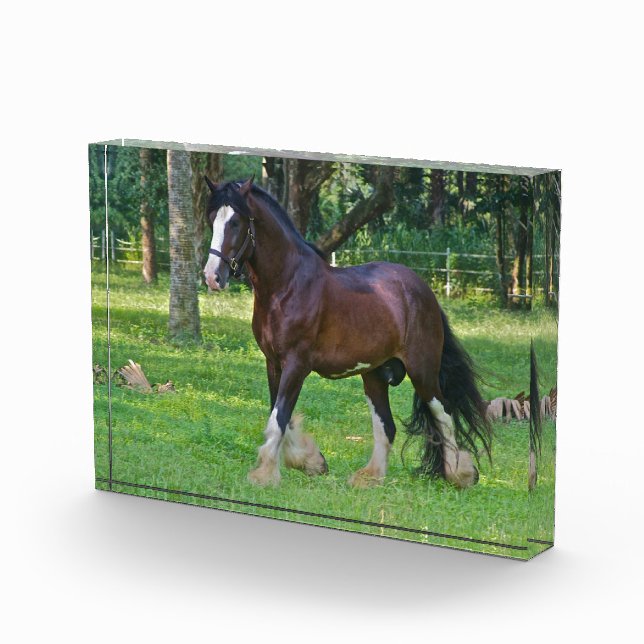 Clydesdale-Pferd Fotoblock (Rechts)