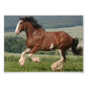 Clydesdale Pferd Fotodruck