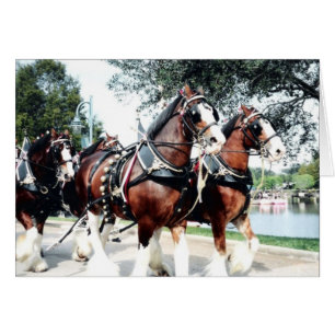 Clydesdale Pferde