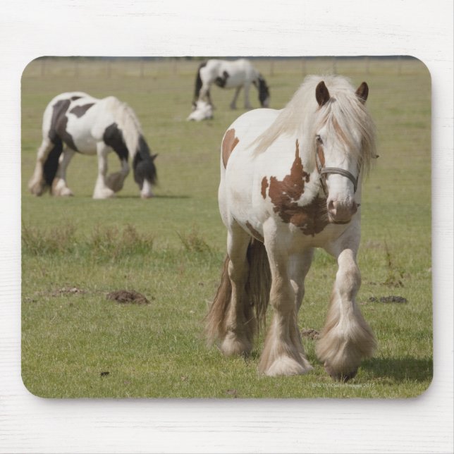 Clydesdale Pferde auf einem Feld, Northumberland, Mousepad (Vorne)