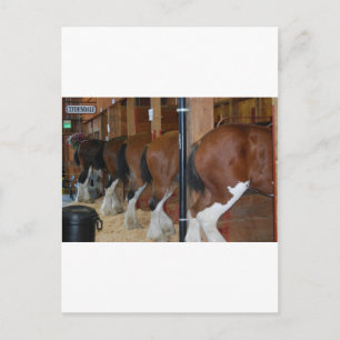 Clydesdale Pferde Postkarte