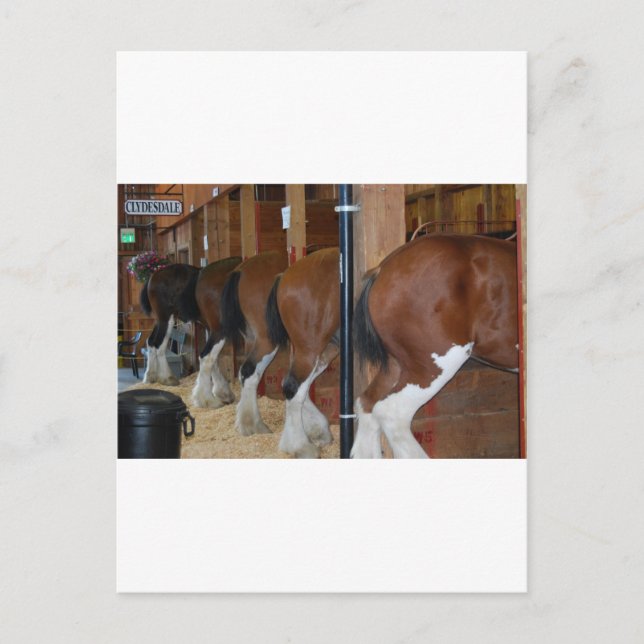 Clydesdale Pferde Postkarte (Vorderseite)