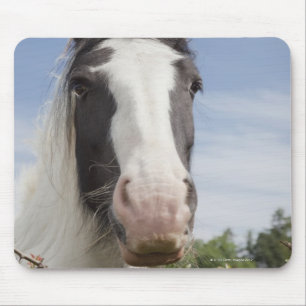 Clydesdale Pferdeporträt Mousepad