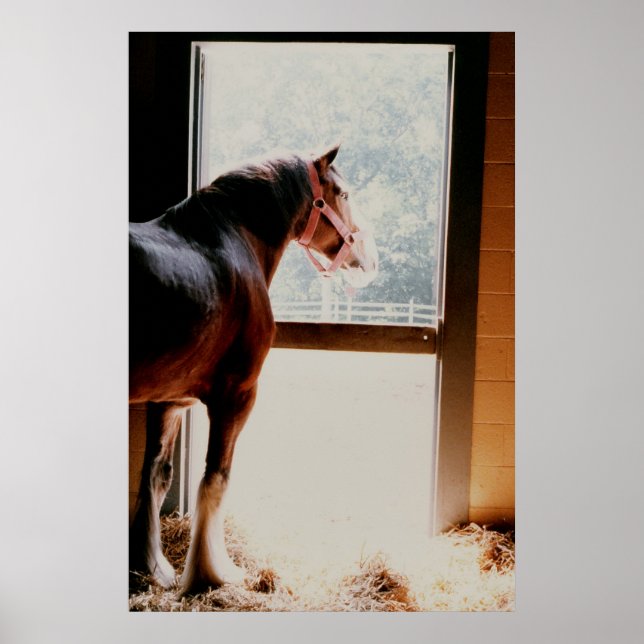 Clydesdale Poster (Vorne)