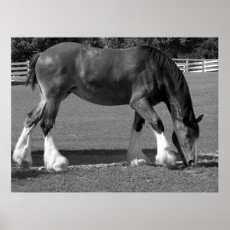 Clydesdale Poster