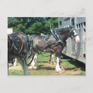 Clydesdale Postkarte