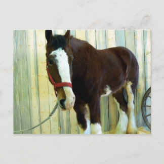 Clydesdale Postkarte