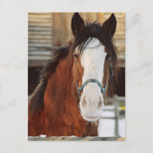 Clydesdale Postkarte