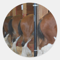 Clydesdale