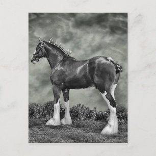 Clydesdale Stallion B&W Postkarte