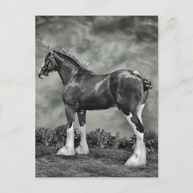 Clydesdale Stallion B&W Postkarte (Vorderseite)