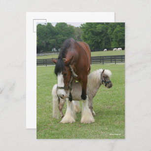 Clydesdale Stehend über Miniatur-Pony Postkarte