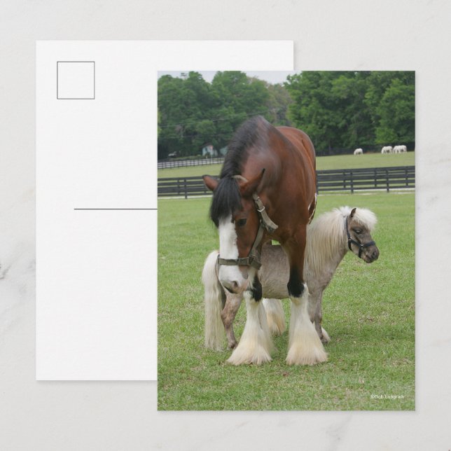 Clydesdale Stehend über Miniatur-Pony Postkarte (Vorne/Hinten)
