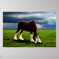 Clydesdale Storm
