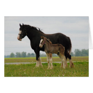 Clydesdale Stute und schief