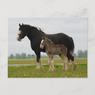 clydesdale Stute und Stutenfohlen Postkarte