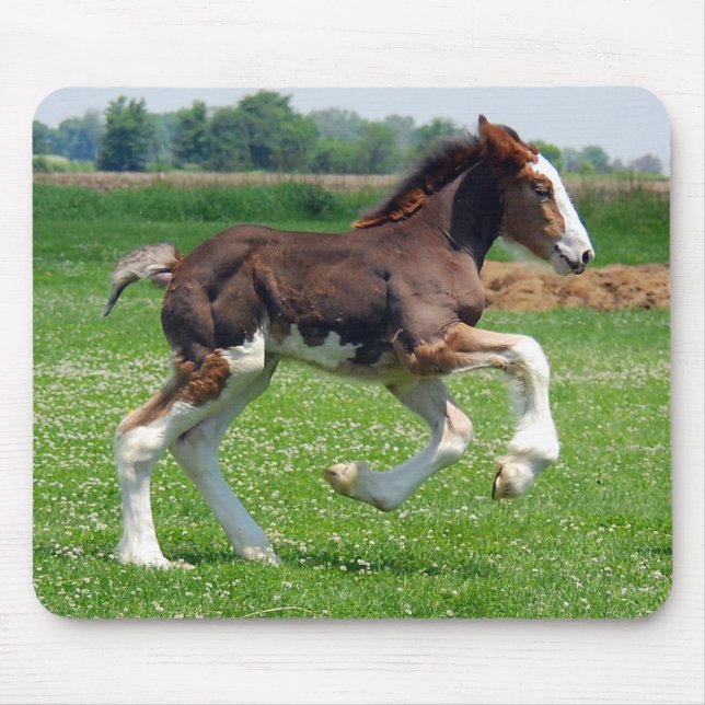 Clydesdale Stutenfohlen mousepad (Vorne)