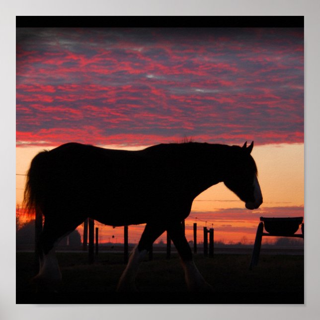 Clydesdale Sunset Poster (Vorne)