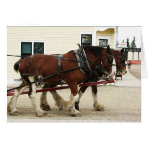 Clydesdale Team, Erbpark, Calgary, Alberta
