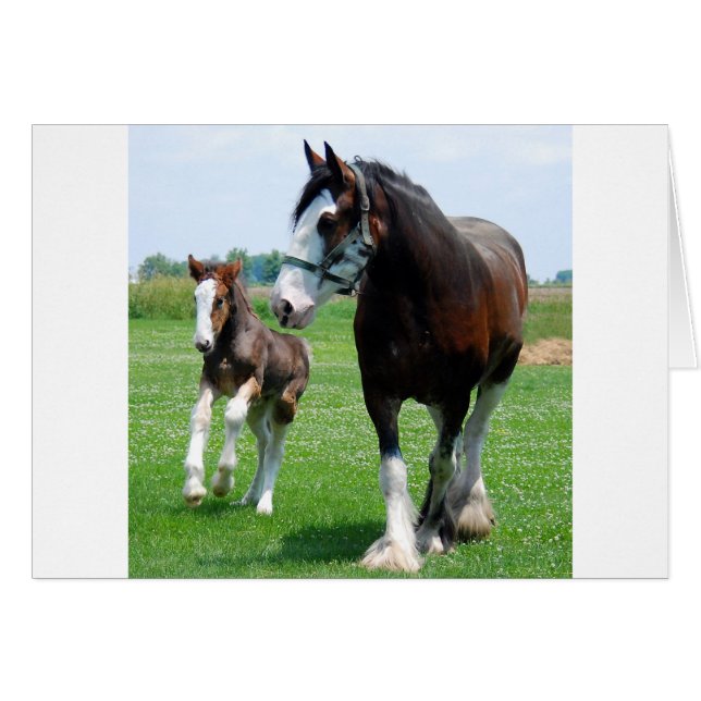 Clydesdale und Filly (Vorderseite (Horizontal))