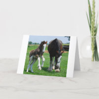 clydesdale und Stutenfohlen