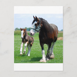 Clydesdale und Stutenfohlen Postkarte