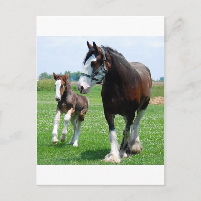 Clydesdale und Stutenfohlen Postkarte (Vorderseite)