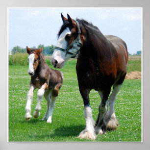 Clydesdale und Stutenfohlendruck Poster