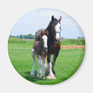Clydesdale und Stutenfohlenmagnet Magnet