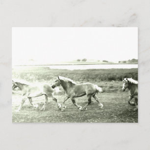 Clydesdales Postkarte