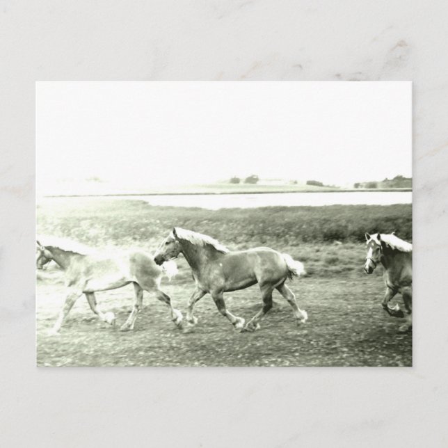 Clydesdales Postkarte (Vorderseite)