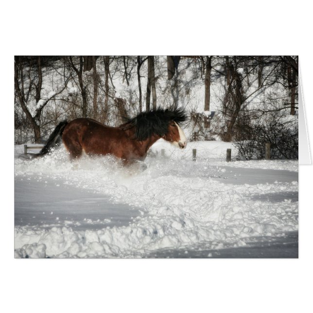 Clydesdale's Snowy Run (Vorderseite (Horizontal))