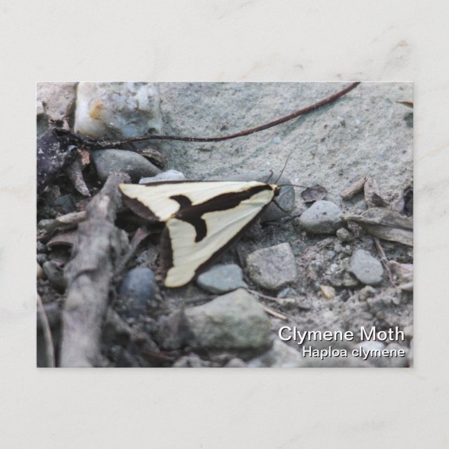 Clymene Moth Postkarte (Vorderseite)
