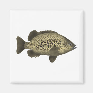 Coal Grunter Magnet
