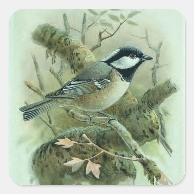 Coal Titmouse Vintag Bird Illustration Quadratischer Aufkleber (Vorderseite)