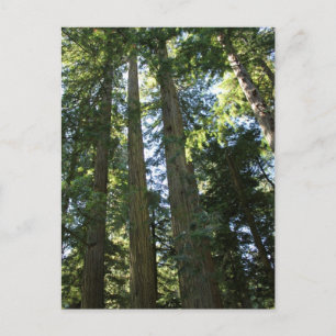 Coast Redwood Trees Postkarte